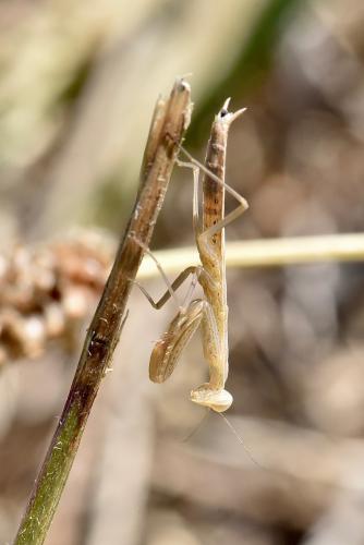 Réf. 286 279 : Mantis religiosa