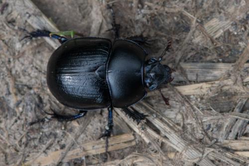Anoplotrupes stercorosus