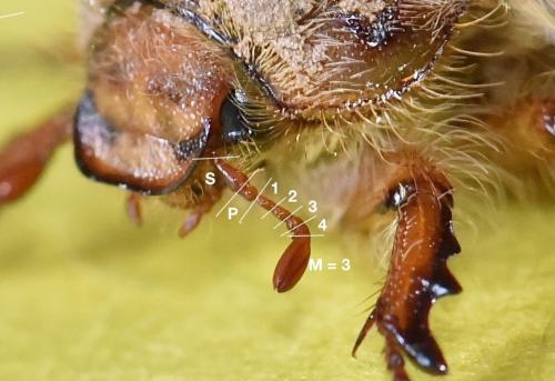 Amphimallon solstitiale
