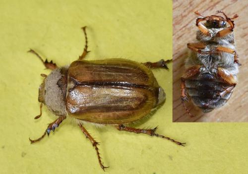 Amphimallon solstitiale