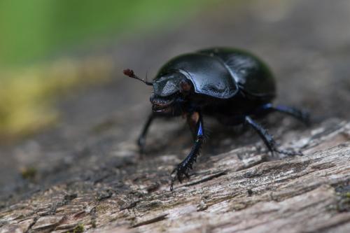Anoplotrupes stercorosus