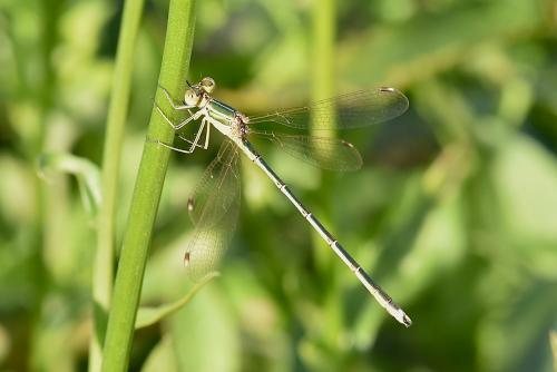 Lestes barbarus