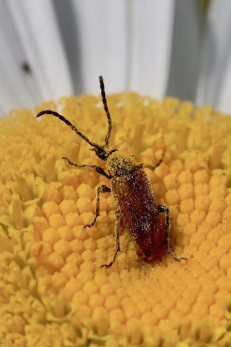 Pseudovadonia livida