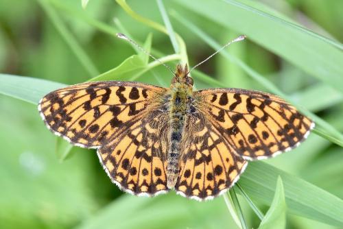 Réf. 286 794 : Boloria dia
