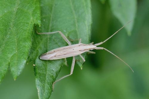 Stenodema laevigata