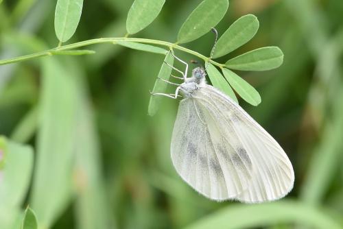 Réf. 286 796 : Leptidea sp.