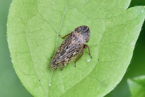 Réf. 286 867 : Aphrodes sp.