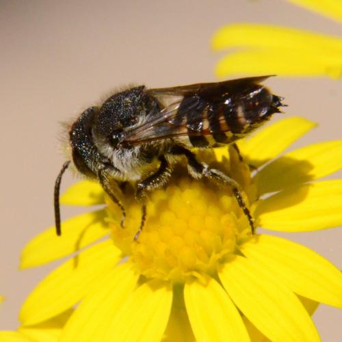 Réf. 286 417 : Coelioxys sp.