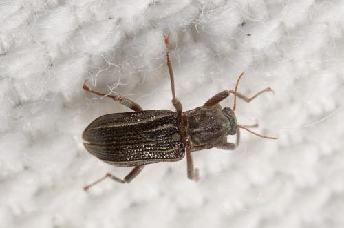 Réf. 286 594 : Stenelmis canaliculata