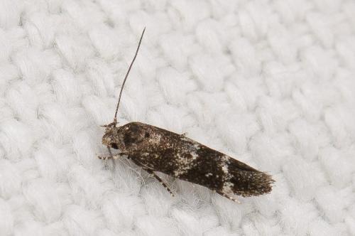 Mompha sp.