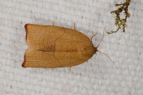 Réf. 286 817 : Cacoecimorpha pronubana