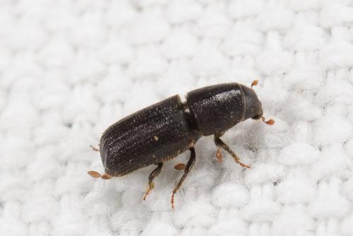 Réf. 286 813 : Scolytinae inconnu