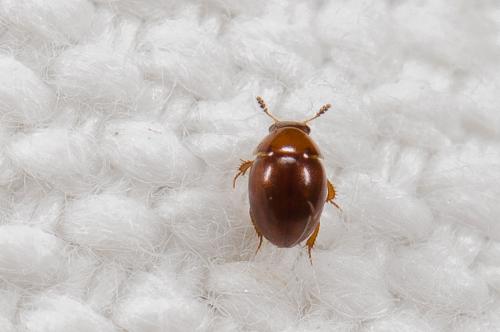 Réf. 286 845 : Leiodes sp.