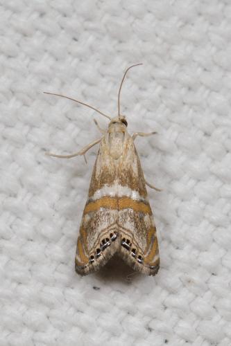 Réf. 286 834 : Euchromius anapiellus