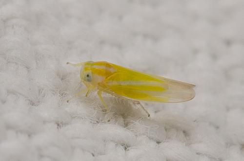 Réf. 286 812 : Alebra sp.