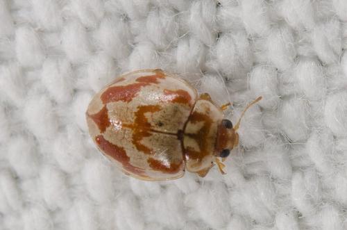 Myrrha octodecimguttata