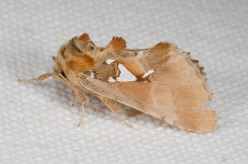 Spatalia argentina