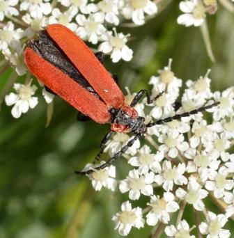 Réf. 286 130 : Lygistopterus sanguineus