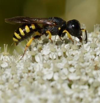 Réf. 286 196 : Lestica clypeata
