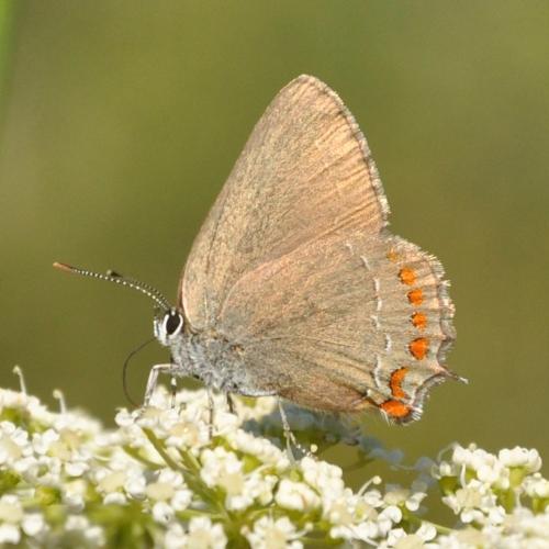 Réf. 286 014 : Satyrium esculi