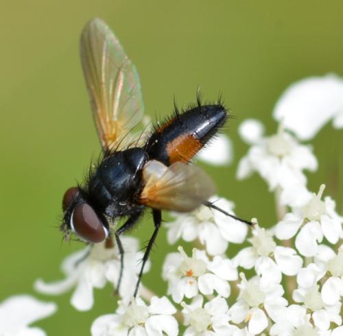 Réf. 286 457 : Clairvillia biguttata
