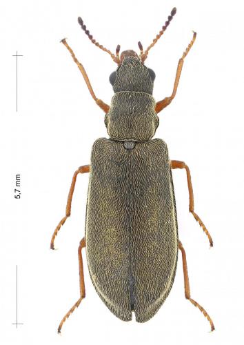 Réf. 286 365 : Danacea sp.