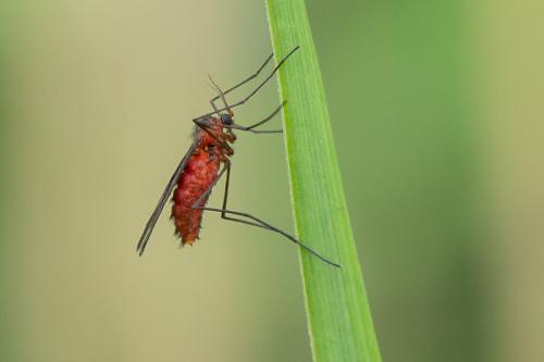 Réf. 286 539 : Cecidomyiinae inconnu