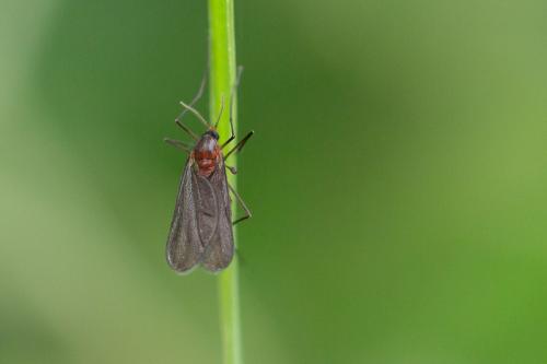 Réf. 286 540 : Cecidomyiinae inconnu