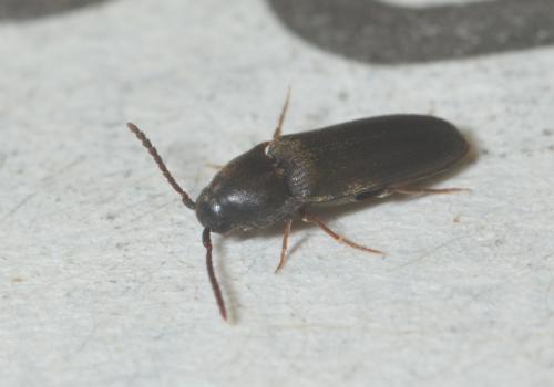 Réf. 286 381 : Hylis sp.