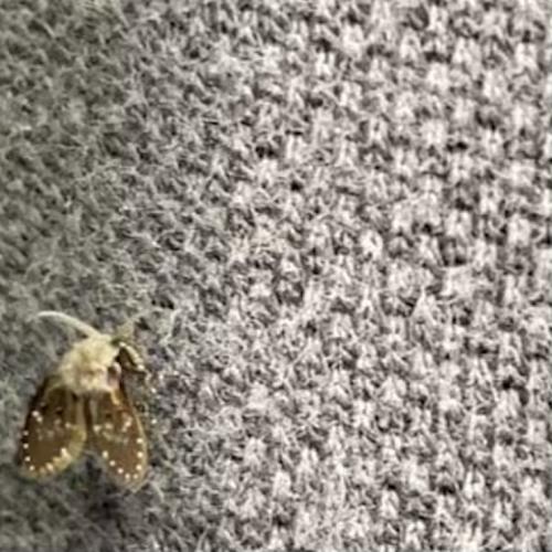 Clogmia albipunctata