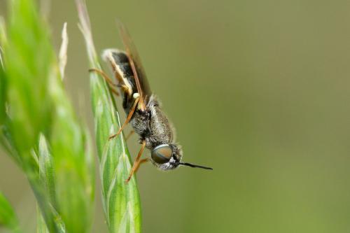 Odontomyia discolor