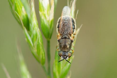 Odontomyia discolor