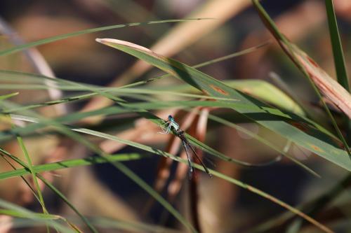 Ischnura elegans