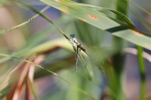 Ischnura elegans