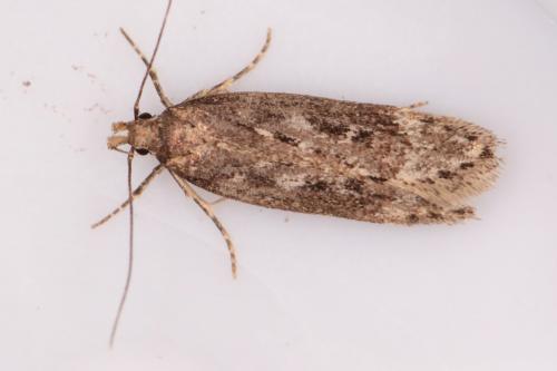 Réf. 286 627 : Gelechia sororculella