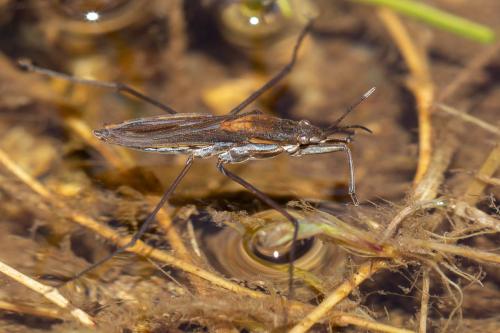 Gerris costae poissoni