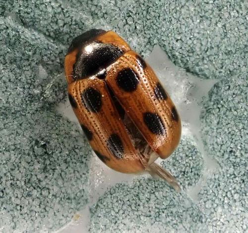 Gonioctena nivosa