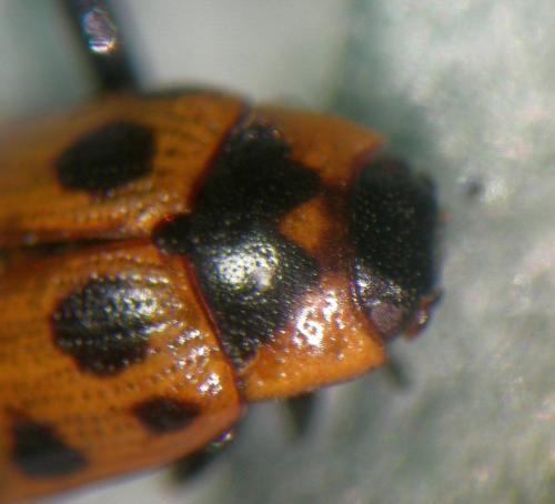 Gonioctena nivosa