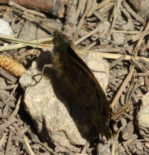 Lasiommata megera