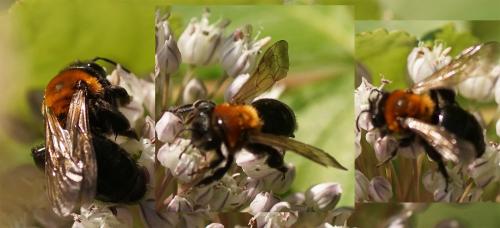 Réf. 286 322 : Andrena thoracica