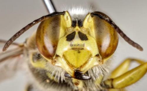 Bembix bidentata