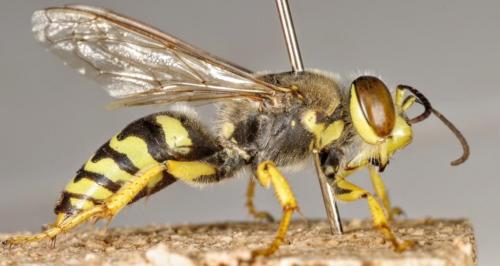 Bembix bidentata