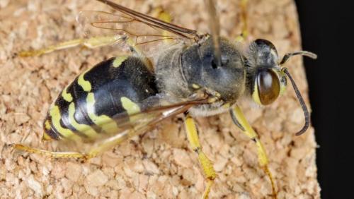 Réf. 286 882 : Bembix bidentata