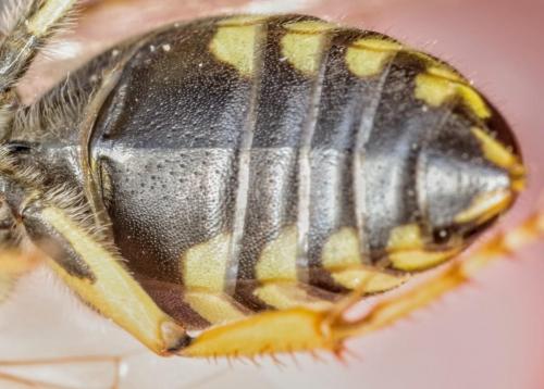 Bembix bidentata