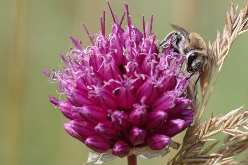 Colletes gallicus