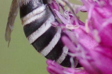 Réf. 286 096 : Colletes gallicus