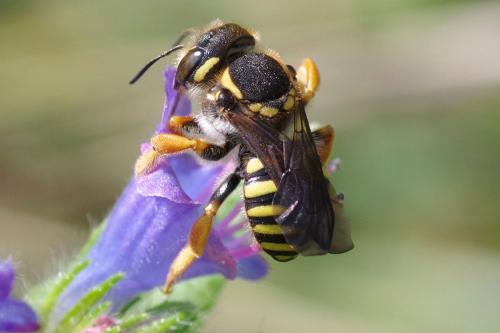 Réf. 286 083 : Trachusa interrupta