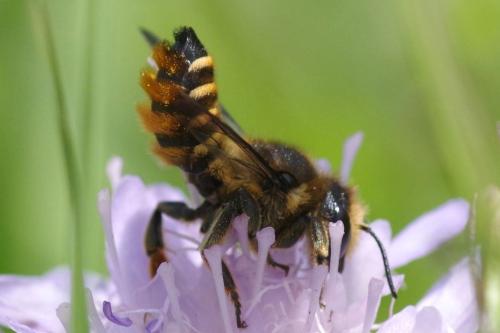 Megachile melanopyga
