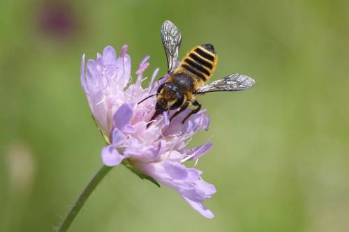 Megachile melanopyga