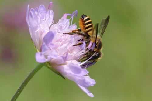 Réf. 286 311 : Megachile melanopyga